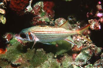 UW205-5 (squirrelfish)Andre Seale